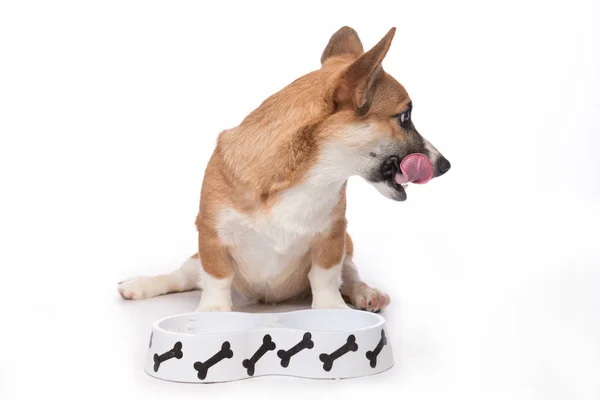 Cane carino mangiare cibo — Foto Stock