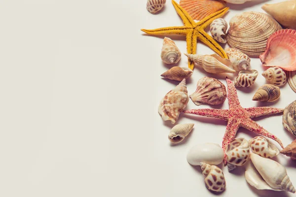 Muscheln und farbige Seesterne — Stockfoto