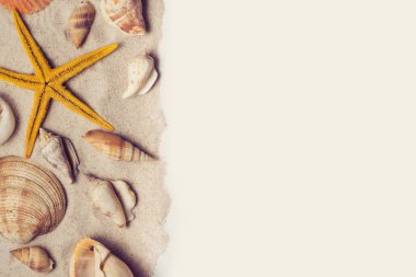 Deniz kabuklarını ve sarı deniz yıldızı