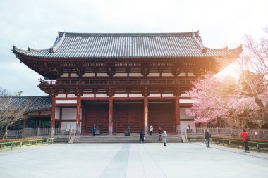 kiraz çiçeği ağacı