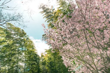 Kiraz çiçeği sakura.