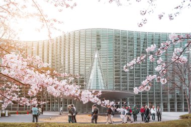 Sakura çiçekleri zevk turist