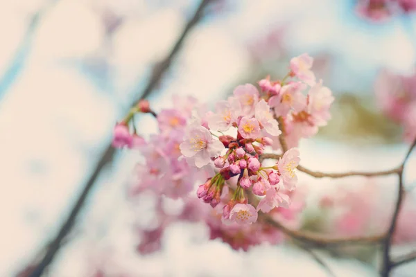 Körsbärsblomma sakura — Stockfoto