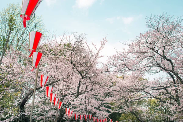 Wiśniowe kwiaty na Ueno Park — Zdjęcie stockowe