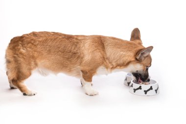 Köpek kaseden yemek yeme