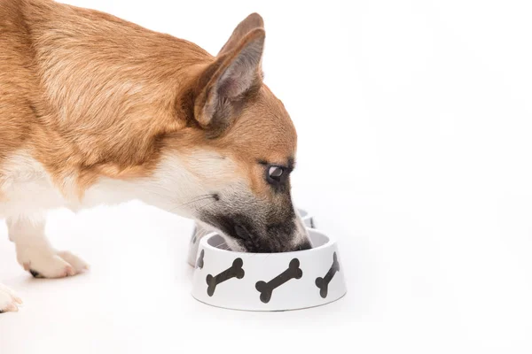 Cachorro comiendo comida de cuenco — Foto de Stock