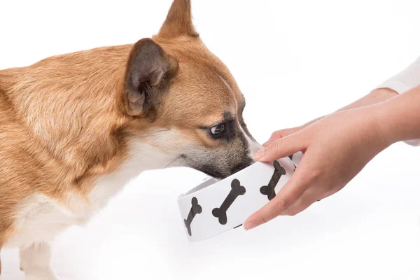 Lindo perro comiendo comida — Foto de Stock