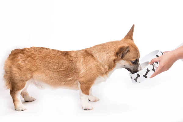 Lindo perro comiendo comida . — Foto de Stock