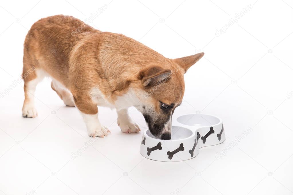 Cute dog eating food