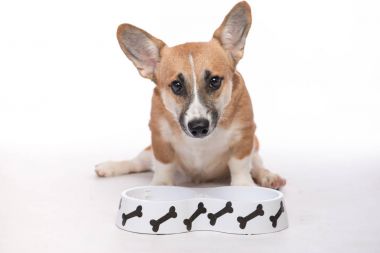 corgi köpek yemek yeme