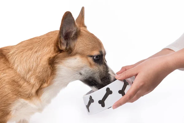 Niedlicher Hund isst Futter. — Stockfoto