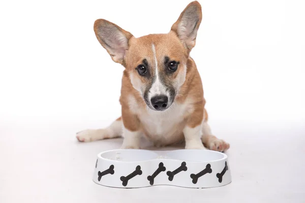 Corgi perro comer alimentos — Foto de Stock