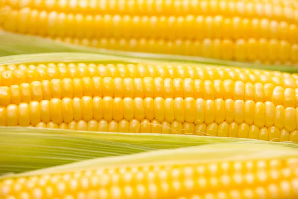 Közelkép a kukorica csövek — Stock Fotó