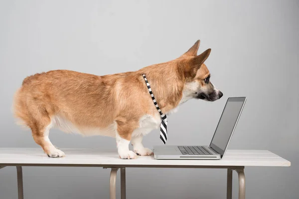 Dog surfing website on laptop — Stock Photo, Image