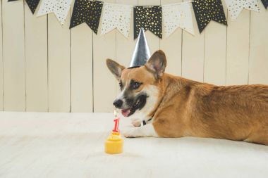 köpek giyen doğum günü şapkası