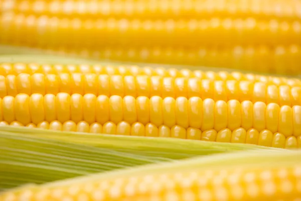 Penutup dari jagung tongkol — Stok Foto