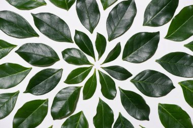 yeşil yapraklar desen