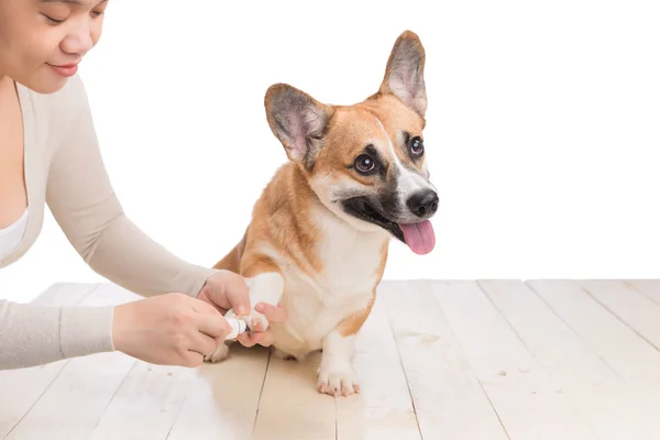 Cane ottenere il suo taglio di capelli — Foto Stock