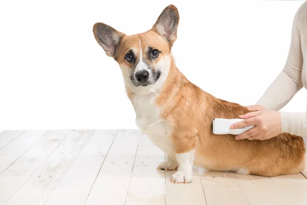 Cão recebendo seu cabelo cortado — Fotografia de Stock