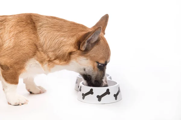 Cachorro comiendo comida de cuenco — Foto de Stock