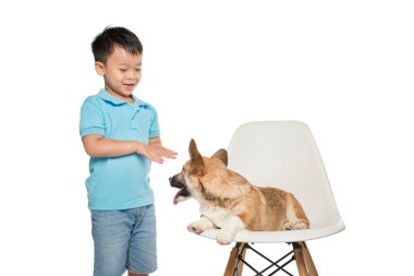 Çocuk çocuk üzerinde beyaz izole küçük pembroke corgi köpek ile oynarken 