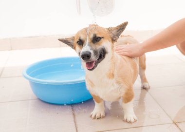 Pembroke corgi Başlarken banyo 