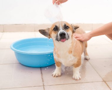 Pembroke corgi Başlarken banyo 