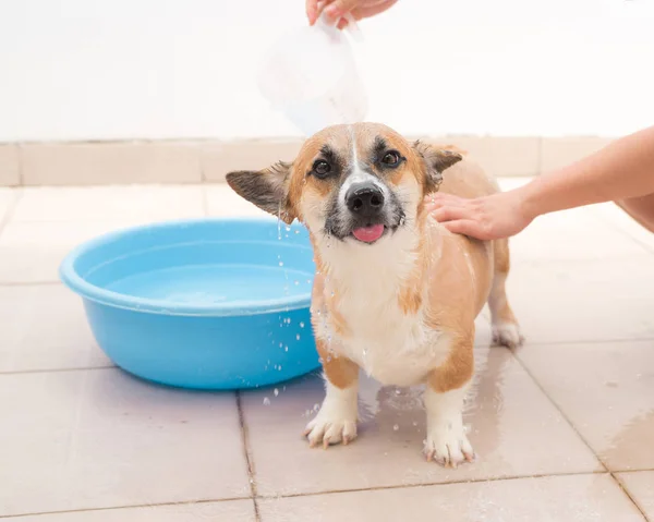 Pembroke corgi tomando banho — Fotografia de Stock