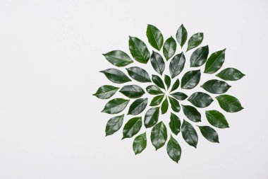 yeşil yapraklar desen