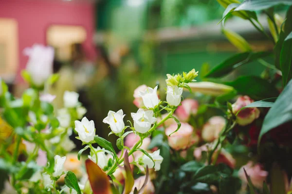 Hermosas flores en floristería —  Fotos de Stock