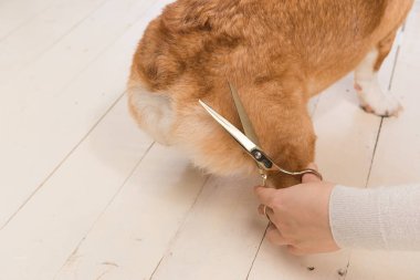 Servis Bakım. Köpek belgili tanımlık damat kesilmiş saçları getting kapat