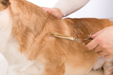 Servis Bakım. Köpek belgili tanımlık damat kesilmiş saçları getting kapat