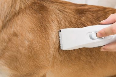 Servis Bakım. Köpek belgili tanımlık damat kesilmiş saçları getting kapat