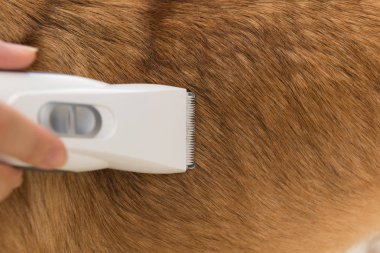 Servis Bakım. Köpek belgili tanımlık damat kesilmiş saçları getting kapat