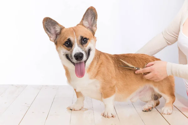 Servis Bakım Köpek Belgili Tanımlık Damat Kesilmiş Saçları Getting Kapat — Stok fotoğraf