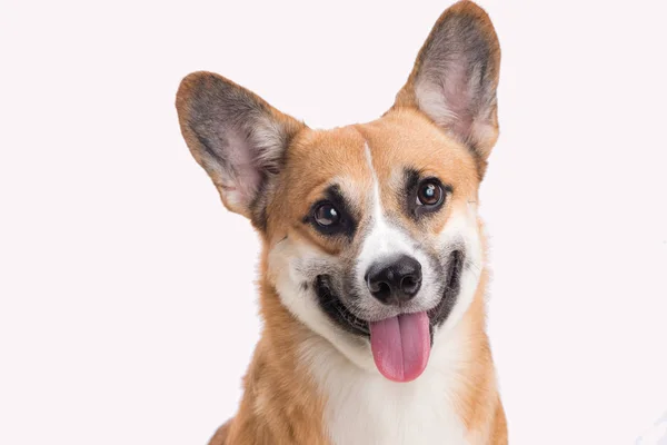 Retrato Perro Galés Corgi Pembroke Estudio Frente Fondo Blanco — Foto de Stock