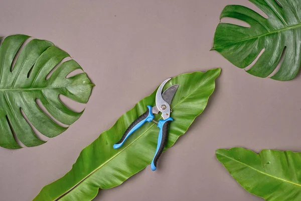 フラットが横たわっていた 熱帯の葉の剪定した創造的な自然のレイアウト — ストック写真