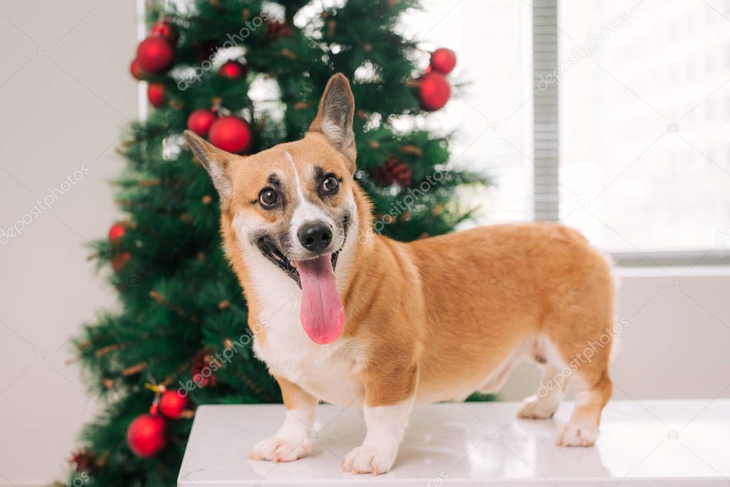 Pembroke corgi with tongue out standing on white table at decorated Christmas tree