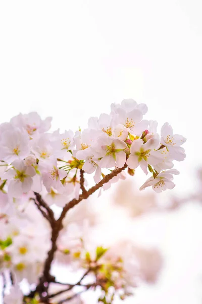 Vacker Körsbärsblom Sakura Våren Isolerad Vit — Stockfoto