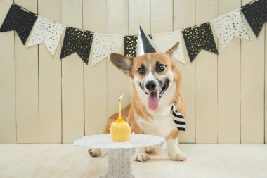 Doğum günü şapkası ve şenlikli cupcake giyen sevimli pembroke corgi
