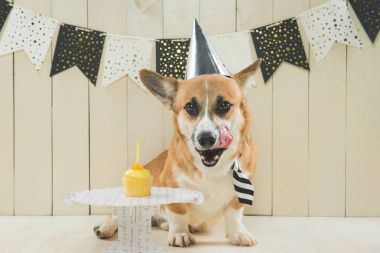 Doğum günü şapkası ve şenlikli cupcake giyen sevimli pembroke corgi