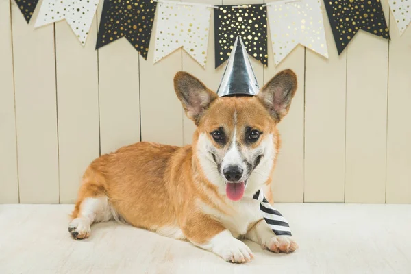 Carino Pembroke Corgi Indossando Cappello Compleanno Cupcake Festivo — Foto Stock