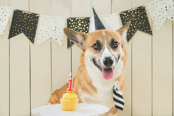 Süßer Pembroke Corgi Mit Geburtstagsmütze Und Festlichem Cupcake — Stockfoto