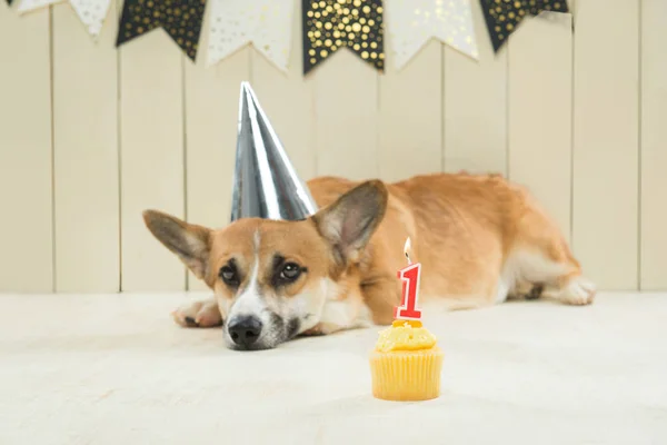 Doğum Günü Şapkası Şenlikli Cupcake Giyen Sevimli Pembroke Corgi — Stok fotoğraf