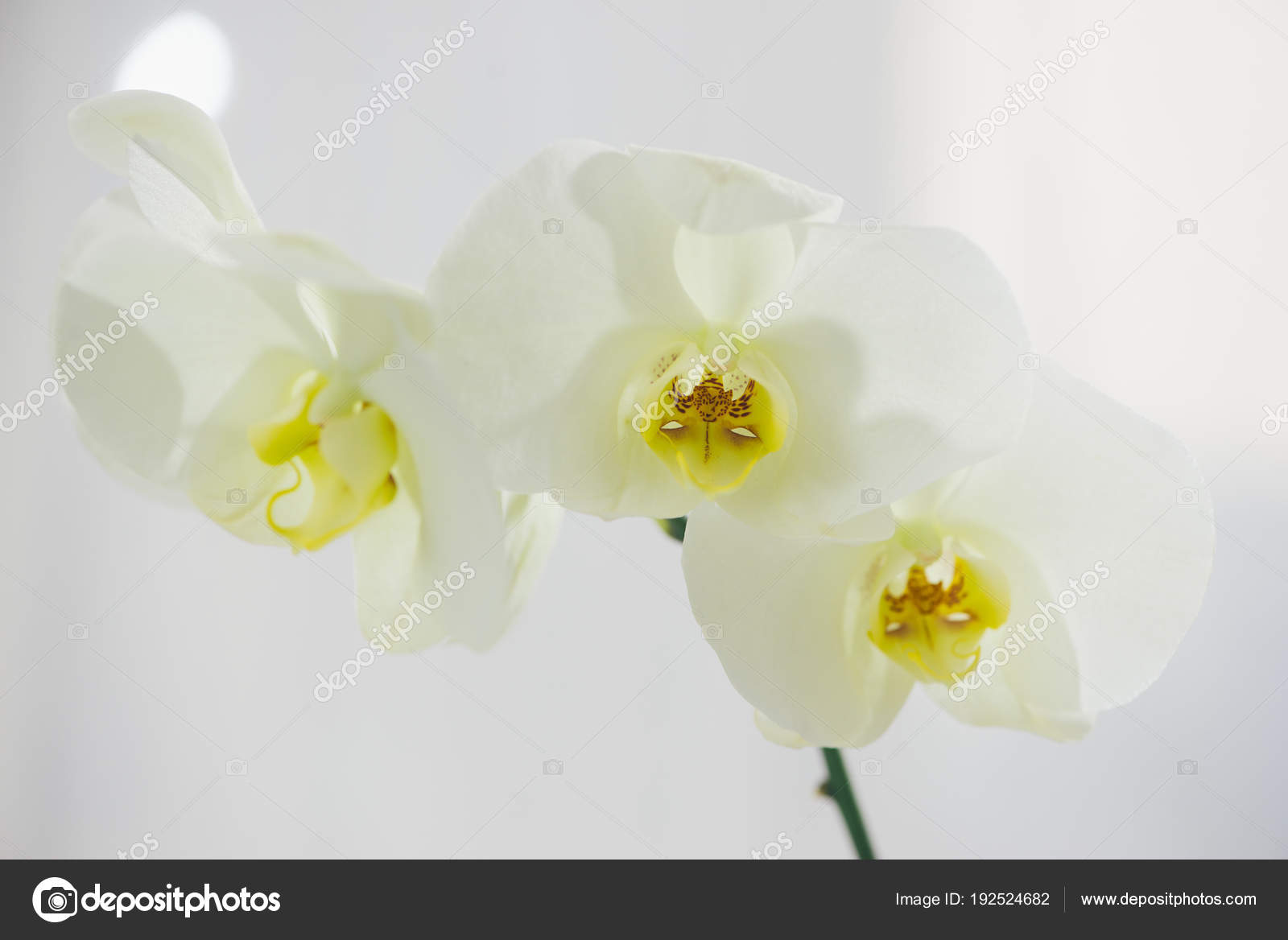 Ramo Orquídea Branca Vaso Mesa fotos, imagens de © makidotvn #192524682