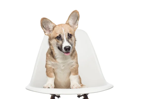 Pembroke Galés Cachorro Corgi Sentado Silla Mirando Cámara Aislado Sobre — Foto de Stock