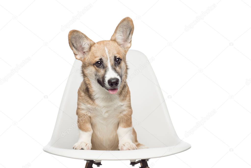 Pembroke Welsh Corgi puppy sitting on chair. looking at camera. isolated on white background