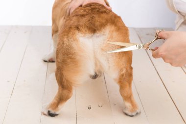 Kuaför, Galli Corgi Pembroke 'un pençelerinde makasla kürk biçer..
