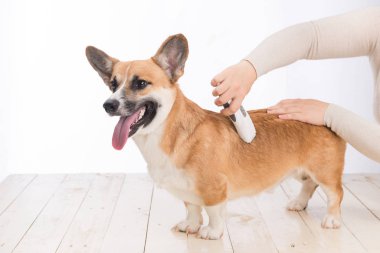Köpek yavrularının tüylerini tımar etmek, corgi pembroke. Tımarcı, köpek tımarlamak için bir budayıcı kullanır.