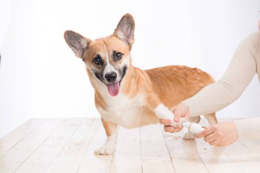 Tanınmayan kadın doktor köpek taşlama tutan tırnaklar